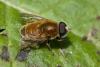 Merodon unicolor